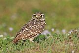 Burrowing Owl